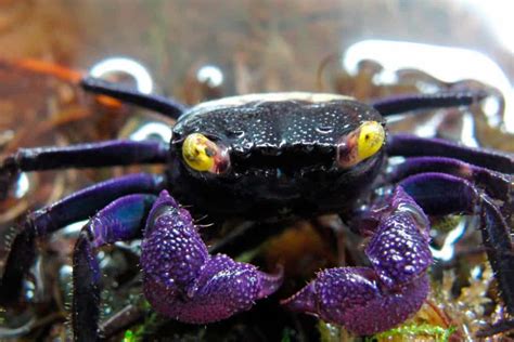  Vampire Crab: Uma Criatura Noturna Fascinante com Garras Resistentes à Corrosão!