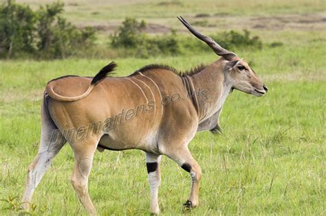  Eland! Desvende os Segredos deste Gigante Ruminante da África