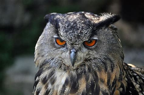  Eurasian Eagle-Owl: Descubra o Mistério Noturno da Coruja Real com Olhos Hipnóticos!