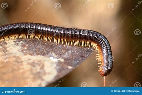  Keithia! Descubra Este Myriapoda Misterioso Com Um Corpo Curvado E Uma Apetite Insaciável