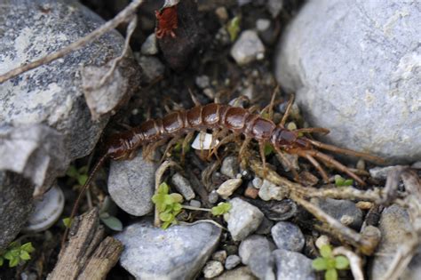  Lithobius: Descubra a Fascinante Natureza de um Caçador Noturno Multipernas!