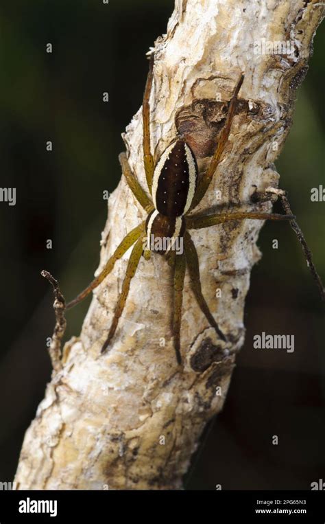  Monstro de Oito Patas: Descubra o Mundo Fascinante das Aranhas de Caça Milpede!