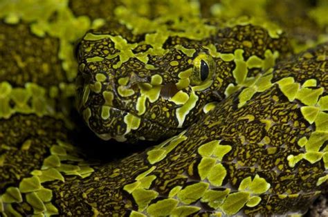  Rattlesnake: Descubra o Segredo Hipnótico de um Mestre da Camuflagem!