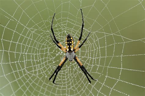  Yellow Garden Spider: Uma Teia Intrincada de Beleza e Paciência Predatória!