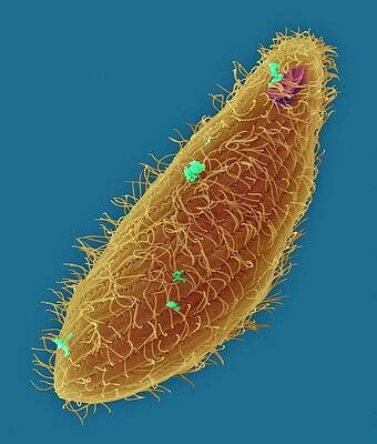  Yiselle! Uma Ciliophora Criativa Que Faz Pinturas com Seu Corpo